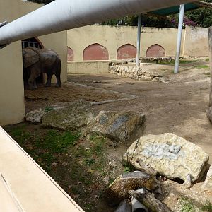 Paddock for bull African elephant