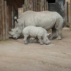 Southern white rhino mother and calf .