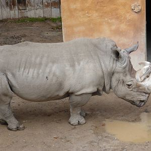 Bull Southern white rhino .