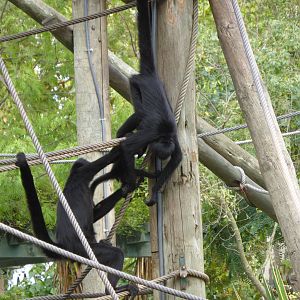 Colombian spider monkeys , including baby .