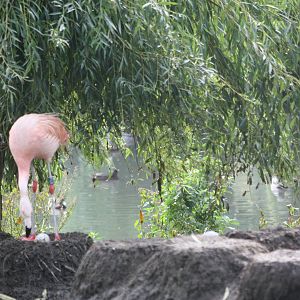 Still nesting, 30th September 2014