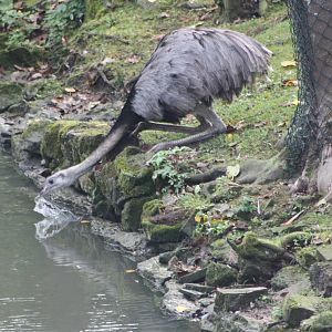 Greater Rhea drinking, 30th September 2014