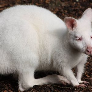 Albino Bennett's Wallaby, 30th September 2014