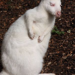 Time for a scratch, 30th September 2014