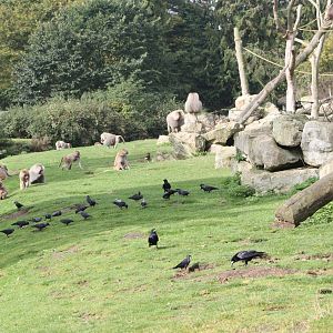 Intruders on Baboon Island, 30th September 2014