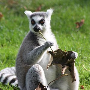Ring-tailed Lemur, 30th September 2014