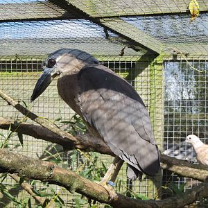 Boat-billed Heron 10/14