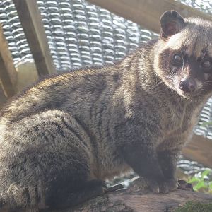 Asian Palm Civet 10/14