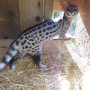 European Genet 10/14