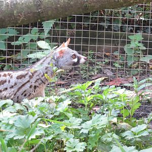 European Genet 10/14