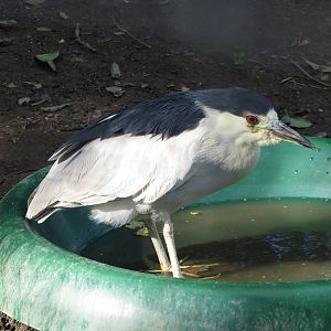 Black-crowned Night Heron 10/14
