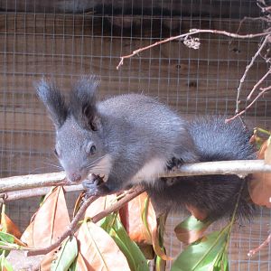 Japanese Squirrel 10/14