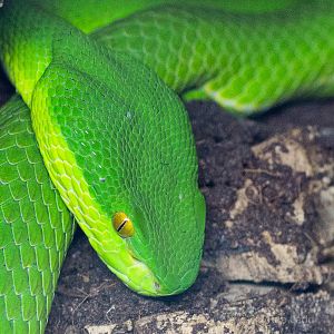 White-lipped tree viper : Wingham : 13 Oct 2014