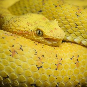 Golden eyelash palm viper : Wingham : 13 Oct 2014