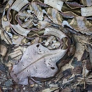 Gaboon viper : Wingham : 13 Oct 2014