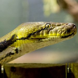 Reticulated python : Wingham : 13 Oct 2014