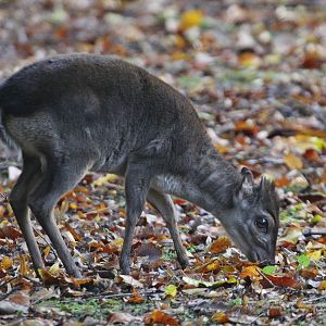 Western Blue Duiker (Philantomba monticola congica)