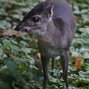 Western Blue Duiker (Philantomba monticola congica)