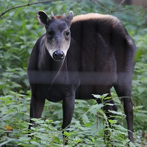 Yellow-backed Duiker (Cephalophus silvicultor)