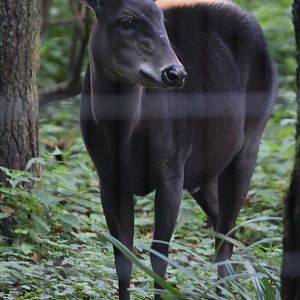 Yellow-backed Duiker (Cephalophus silvicultor)
