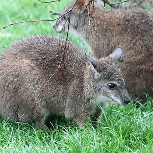 Parma wallaby's