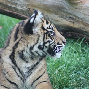 Sumatran Tiger cub, 30th September 2014