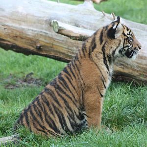 Sumatran Tiger cub, 30th September 2014