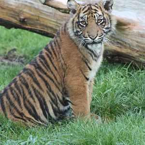 Sumatran Tiger cub, 30th September 2014