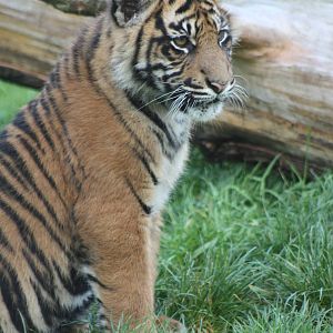 Sumatran Tiger cub, 30th September 2014