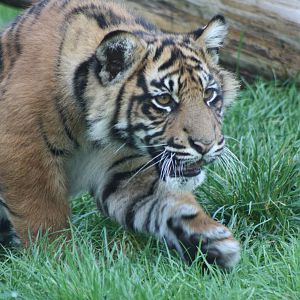 Sumatran Tiger cub, 30th September 2014