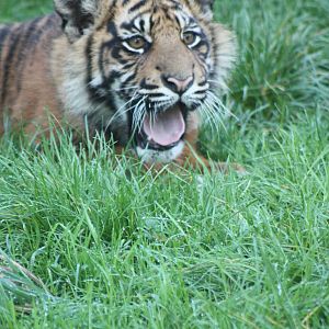 Sumatran Tiger cub, 30th September 2014