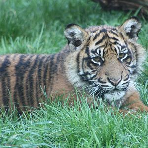 Sumatran Tiger cub, 30th September 2014