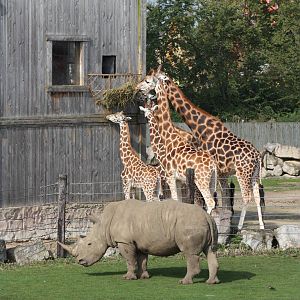 A nice zoo scene, 30th September 2014
