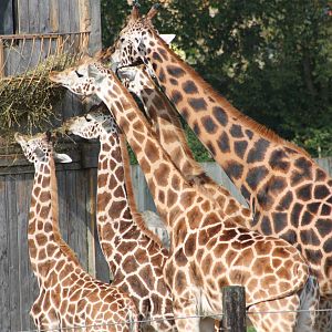Browsing Giraffes, 30th September 2014