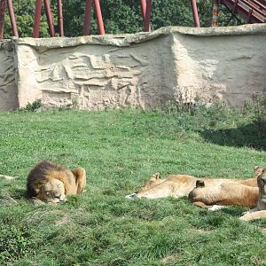 Lions lazing, 30th September 2014