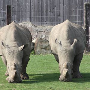 White Rhinoceroses, 30th September 2014