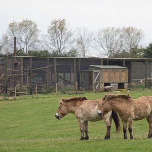 Przewalskis horses : Port Lympne : 15 Oct 2014