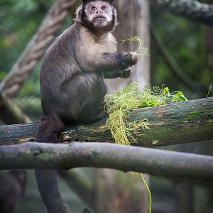 Black-capped capuchin : Port Lympne : 15 Oct 2014