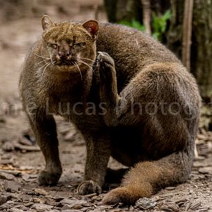 Jaguarundi