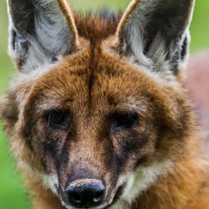 Maned Wolf