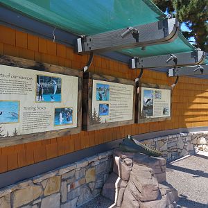 Dolphin Point - Dolphin Graphics