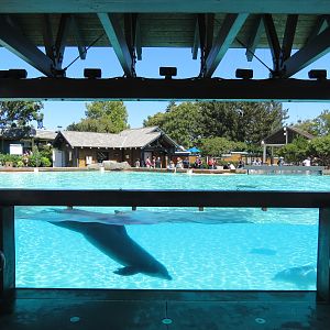 Dolphin Point - Bottlenose Dolphin Exhibit 1