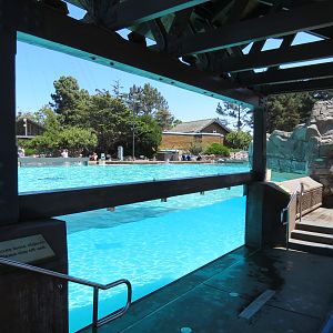 Dolphin Point - Bottlenose Dolphin Exhibit 1