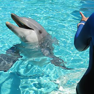 Dolphin Point - Bottlenose Dolphin Exhibit 1