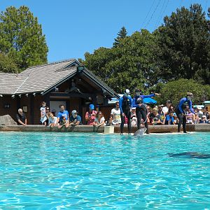 Dolphin Point - Bottlenose Dolphin Exhibit 1