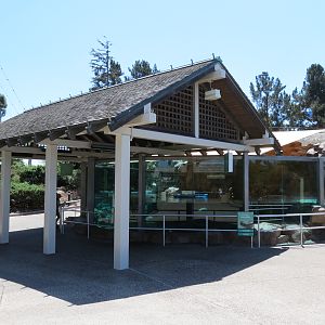 Dolphin Point - Sea Otter Exhibit