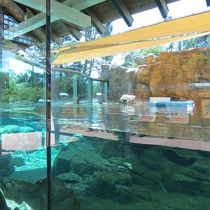 Dolphin Point - Sea Otter Exhibit