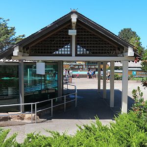 Dolphin Point - Sea Otter Exhibit