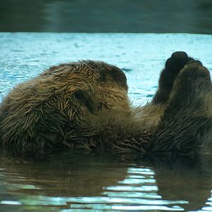 Dolphin Point - Sea Otter Exhibit