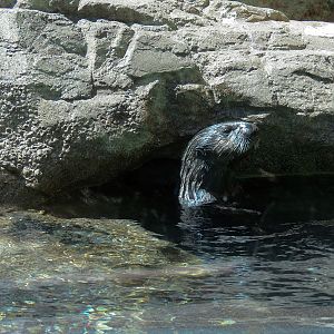 Dolphin Point - Sea Otter Exhibit